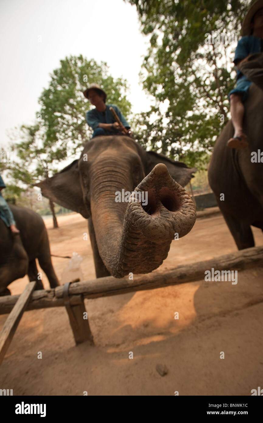 Centro de Conservación de elefantes, Lampang, Tailandia, Asia Foto de stock