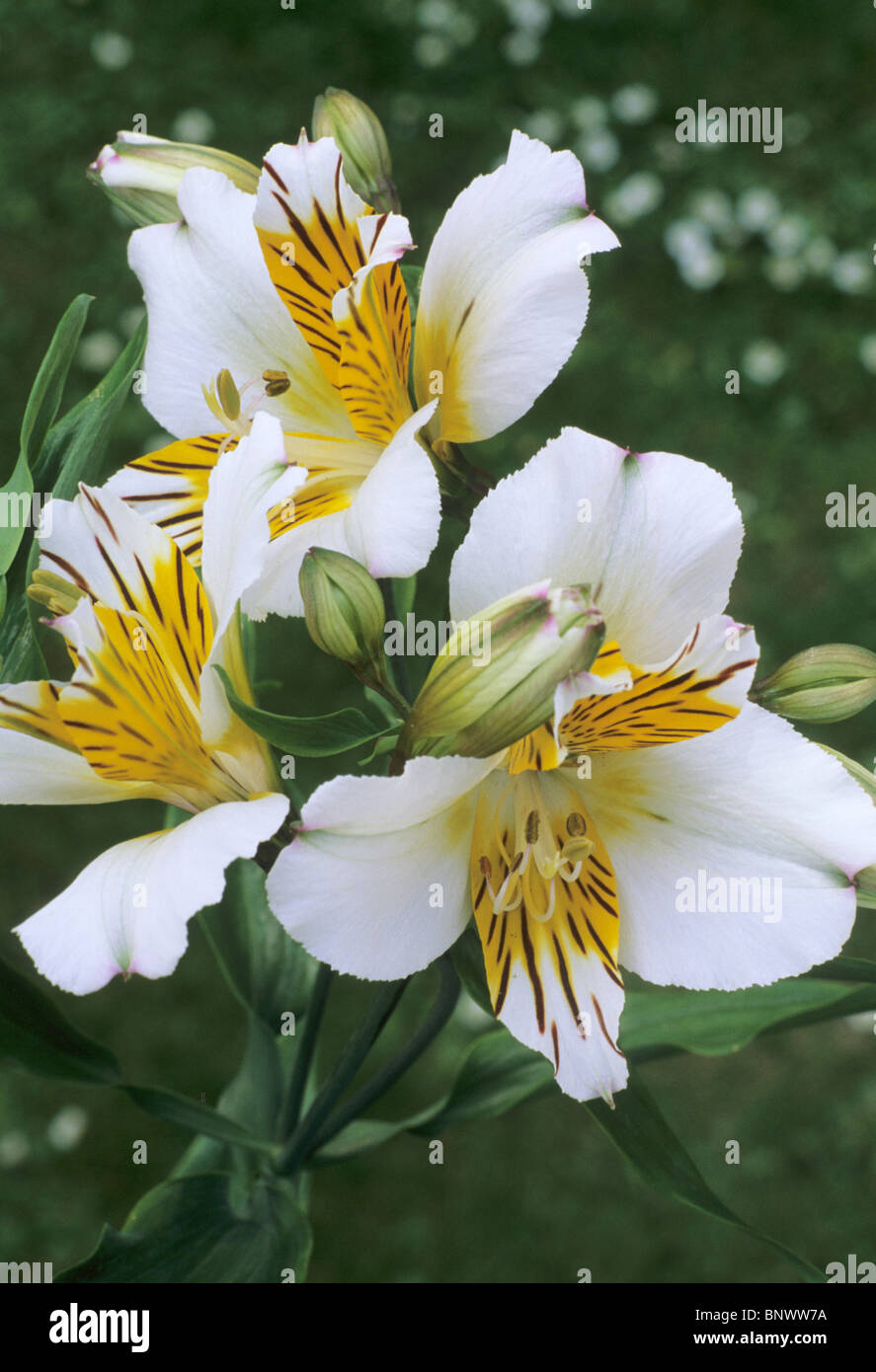 Alstroemeria 'Apollo' alstromeria flor blanca flores plantas plantas de  jardín alstroemerias astromelias Fotografía de stock - Alamy