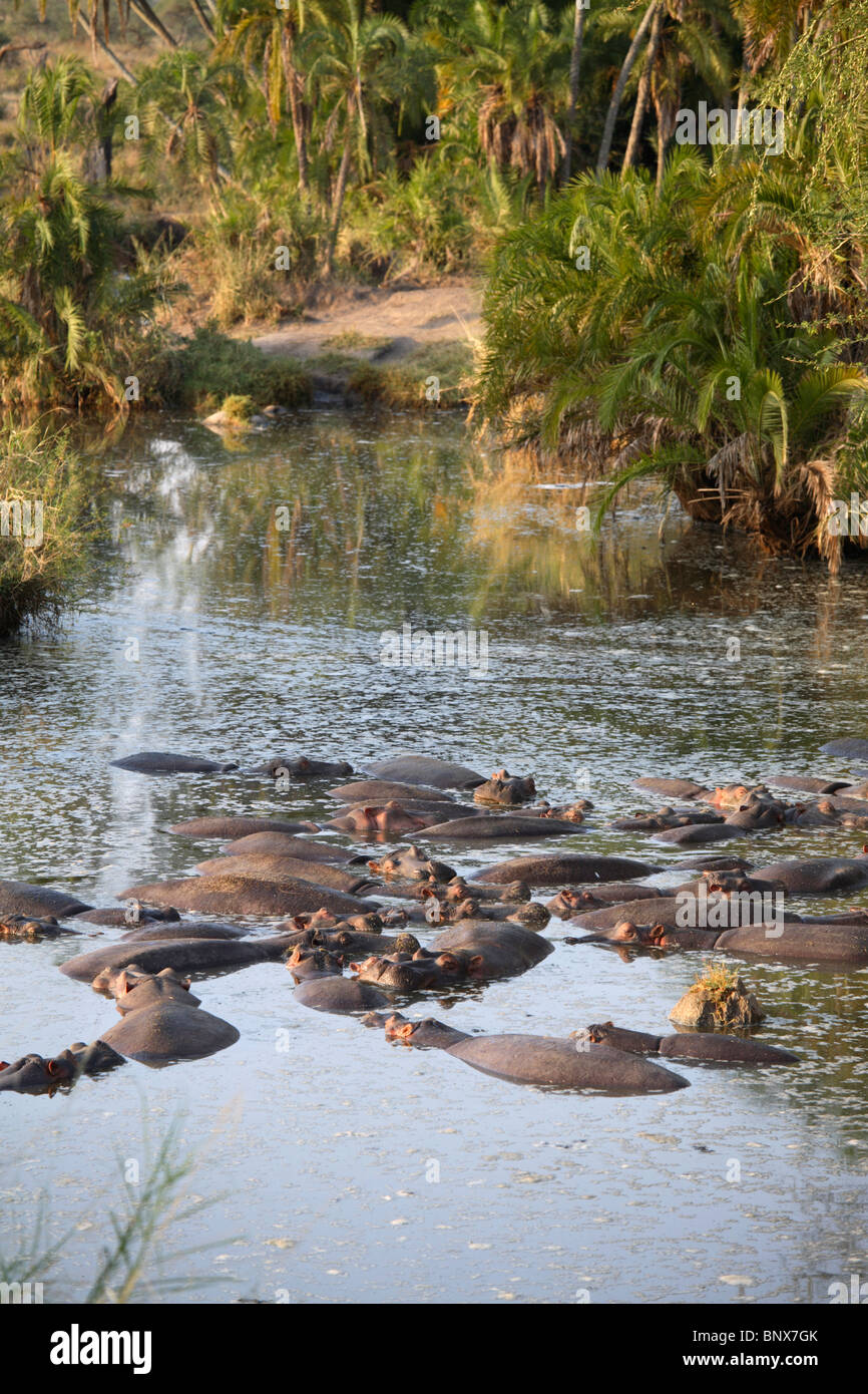 Hipopótamo (Hippopotamus amphibius) sumergido en el agua, el Parque Nacional del Serengeti, Tanzania Foto de stock