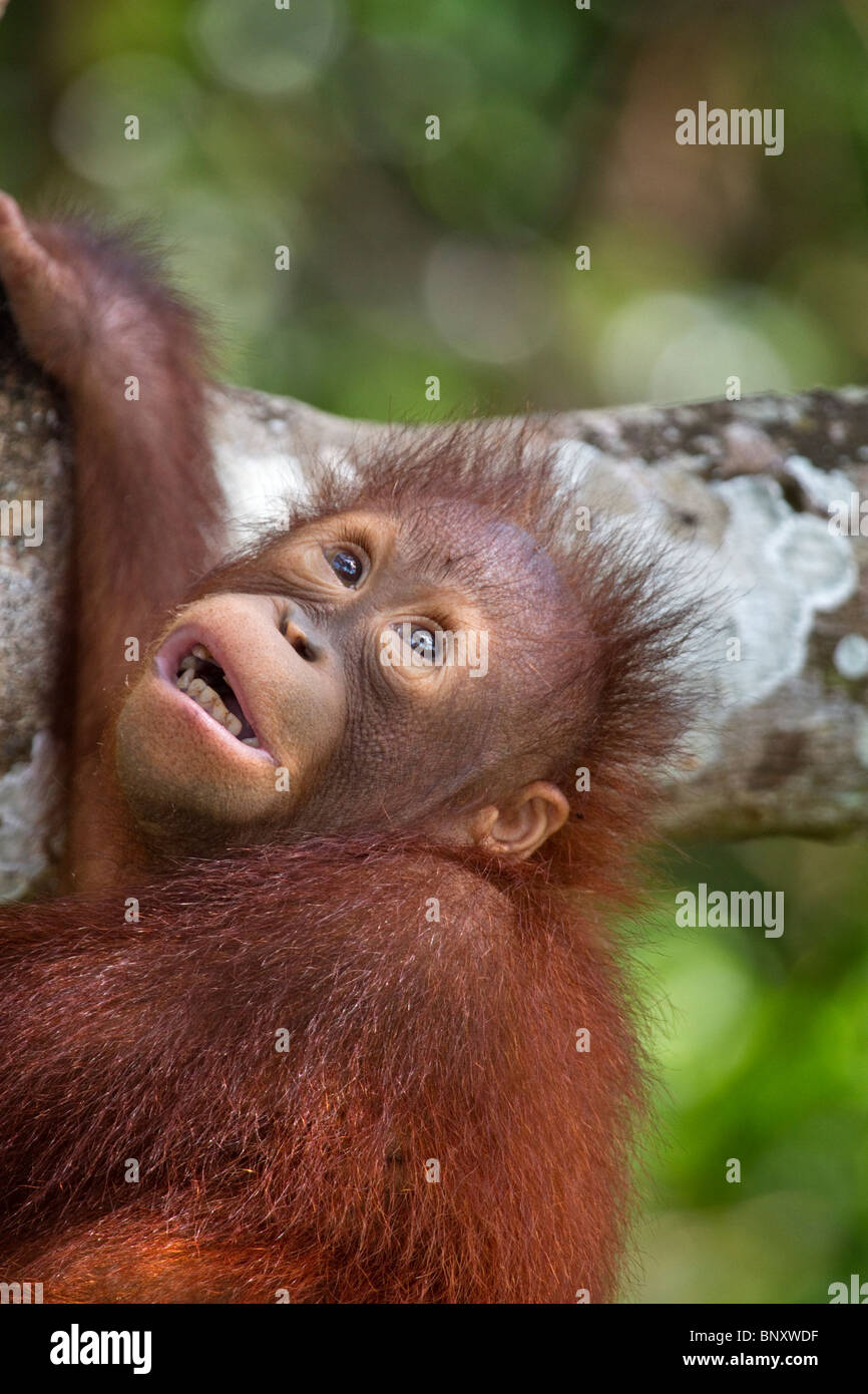 Orangután bebé huérfano en la Reserva Natural de Ria Rasa, Kota Kinabalu, Sabah, Borneo malasio Foto de stock