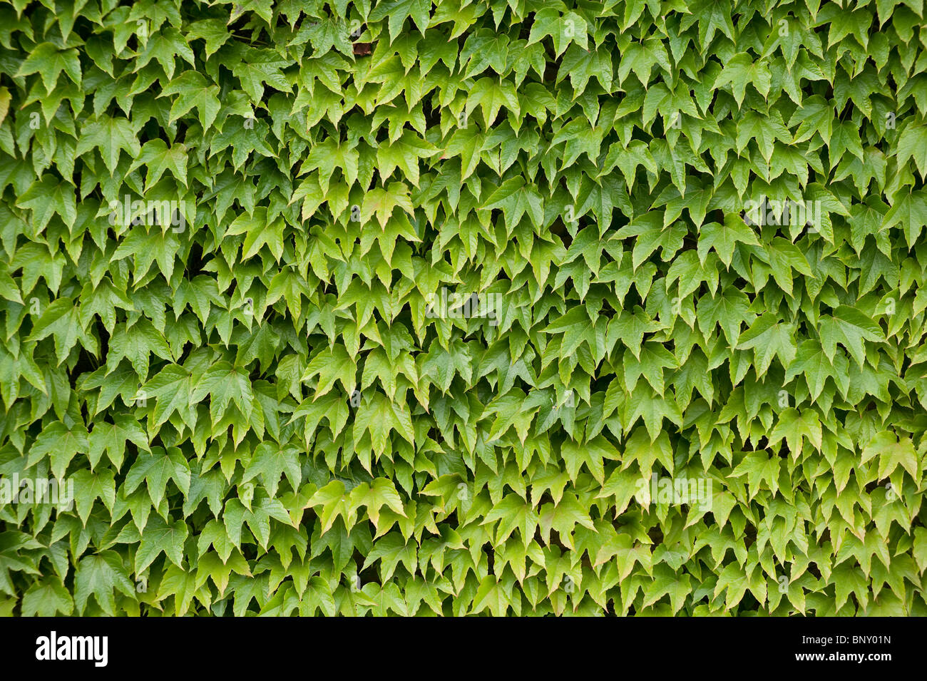 Ivy en los jardines durante los Campeonatos de Tenis de Wimbledon 2010 Foto de stock