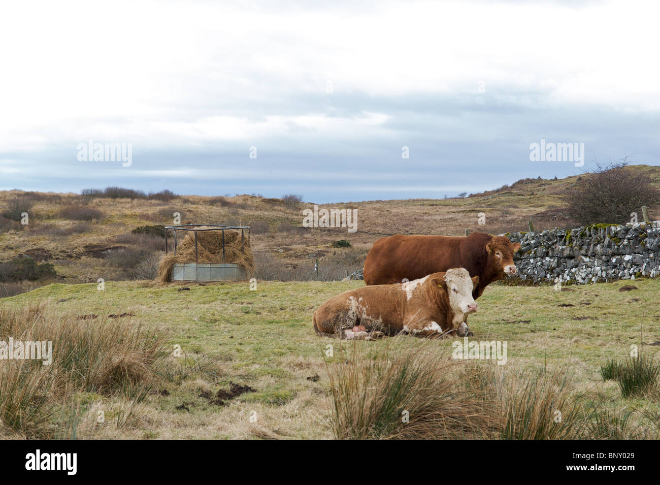 Dos vacas, Kilchoan, Ardnamurchan, Scotland, Reino Unido Foto de stock
