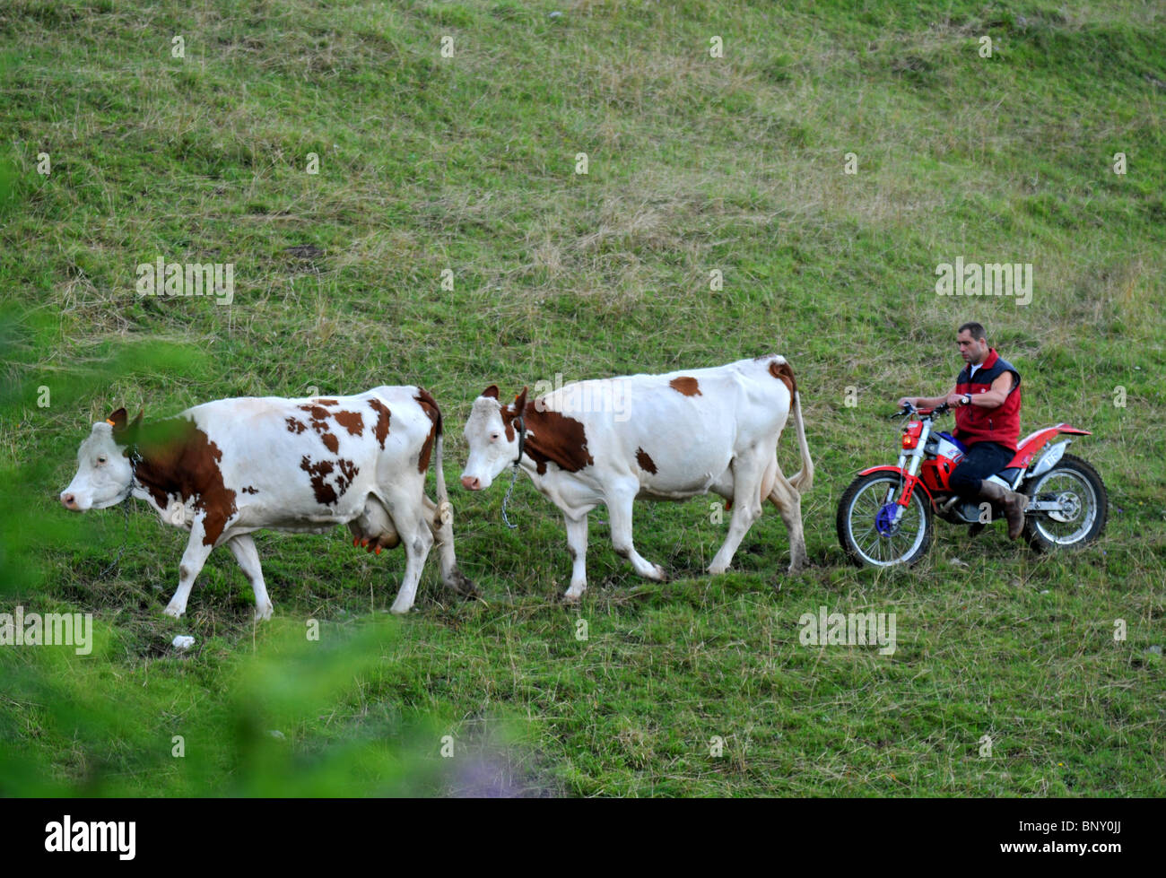 Granjero que redondea su rebaño en moto, Francia Foto de stock