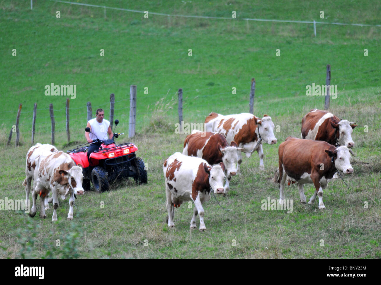 Granjero que redondea su rebaño en quad, Francia Foto de stock