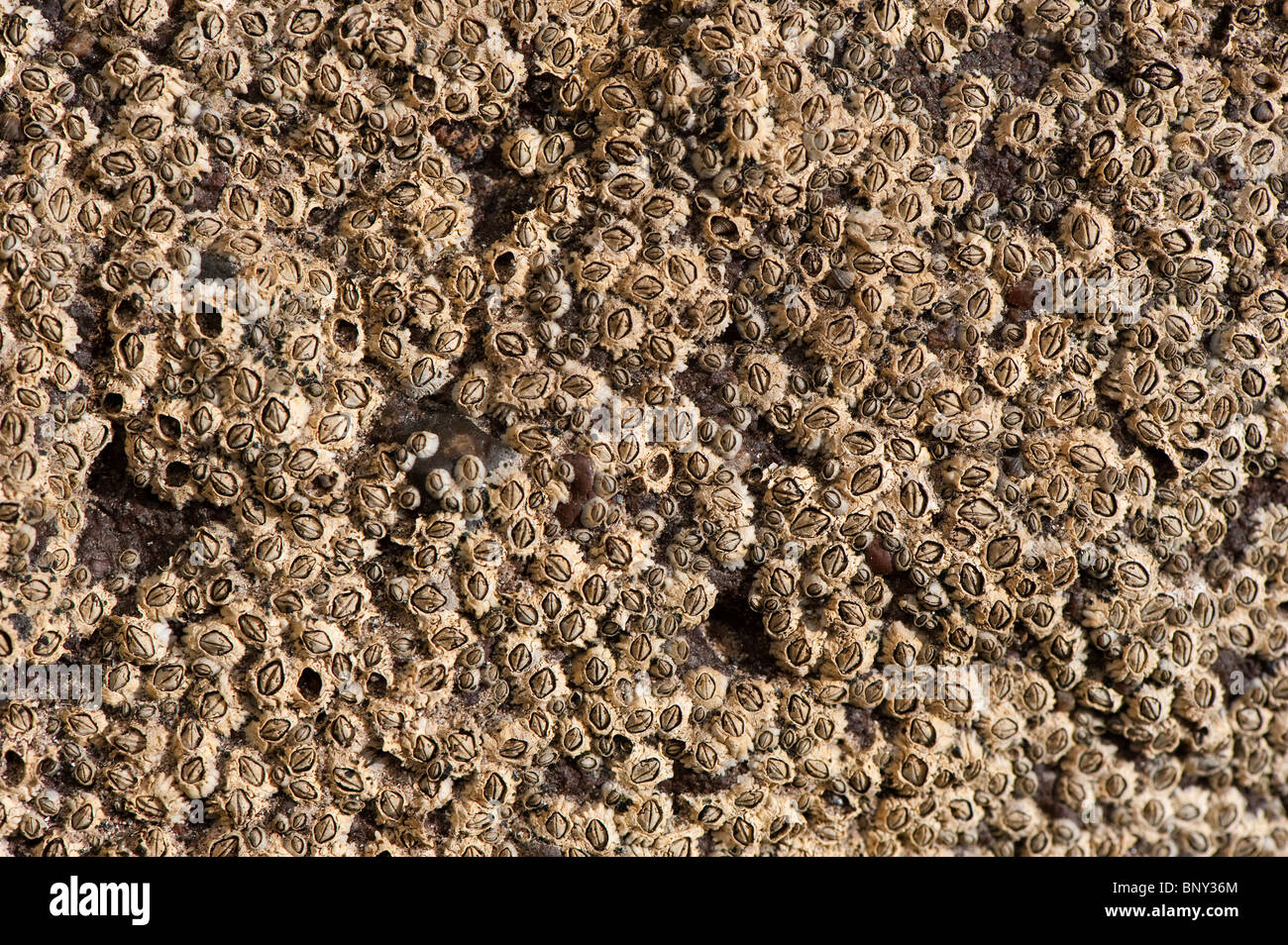 Acorn percebes en roca en la marea baja. (Semibalanus balanoides) Foto de stock