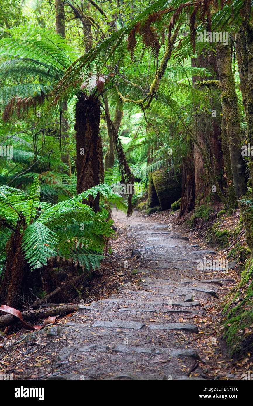 Ruta de senderismo en el Parque Nacional del Mt Field, Tasmania, Australia Foto de stock