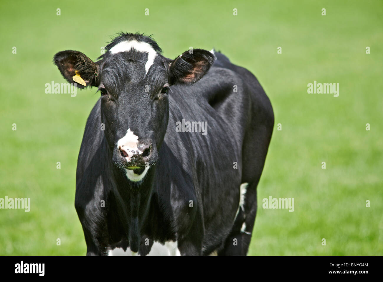 Las vacas lecheras Holstein Friesian Foto de stock