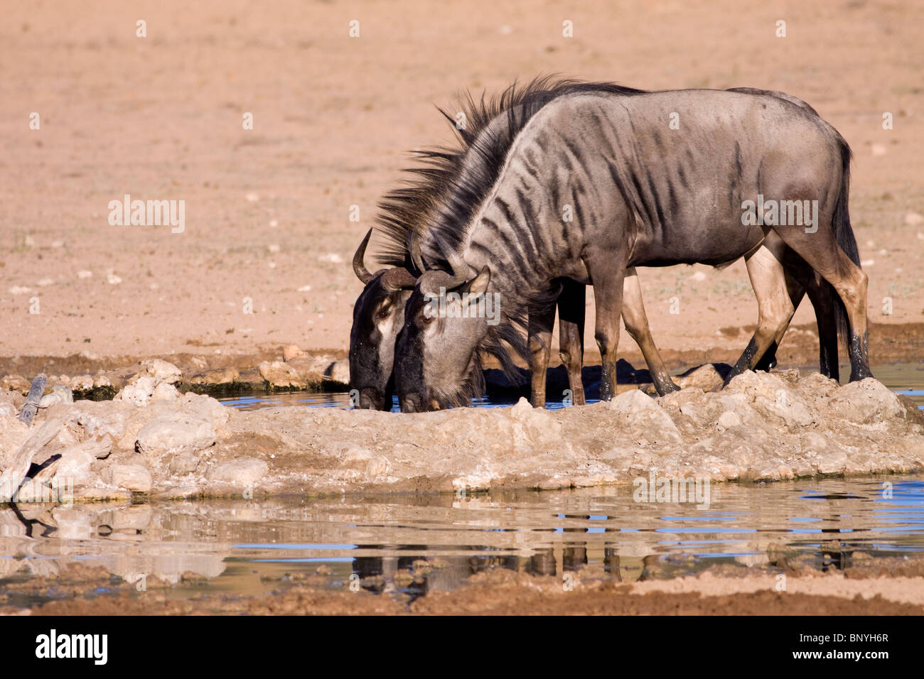 El ñu azul bebiendo en un abrevadero de Kgalagadi game reserve Foto de stock