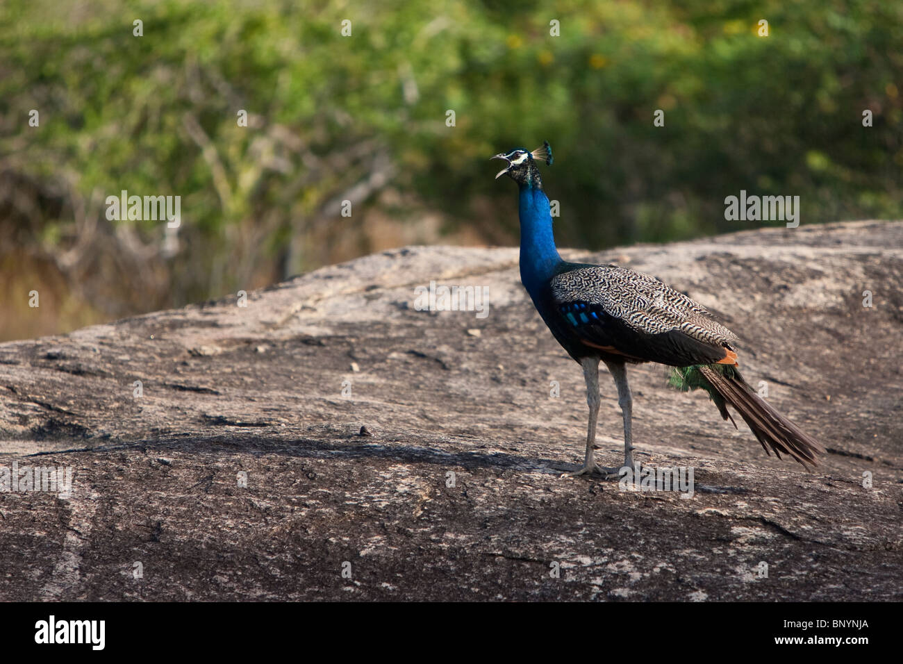 Indian Peafowl, Pfau, Pavo christatus, macho peacock en roca en el Parque Nacional de Yala en Sri Lanka Foto de stock