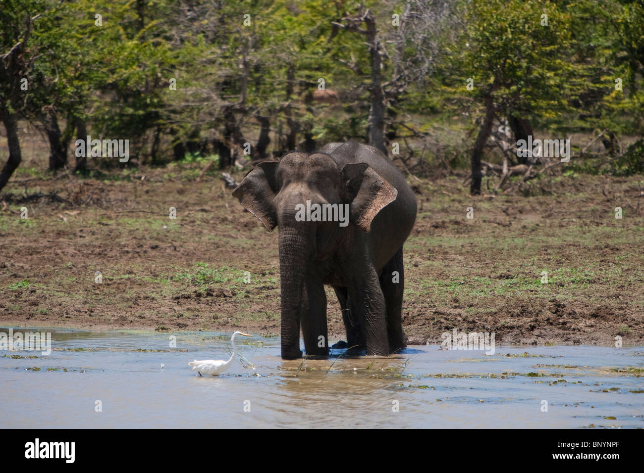 Elefante asiático, Elephas maximus, Indischer Elefante, Bull beber y bañarse en un abrevadero en el Parque Nacional de Yala, Sri Lanka Foto de stock