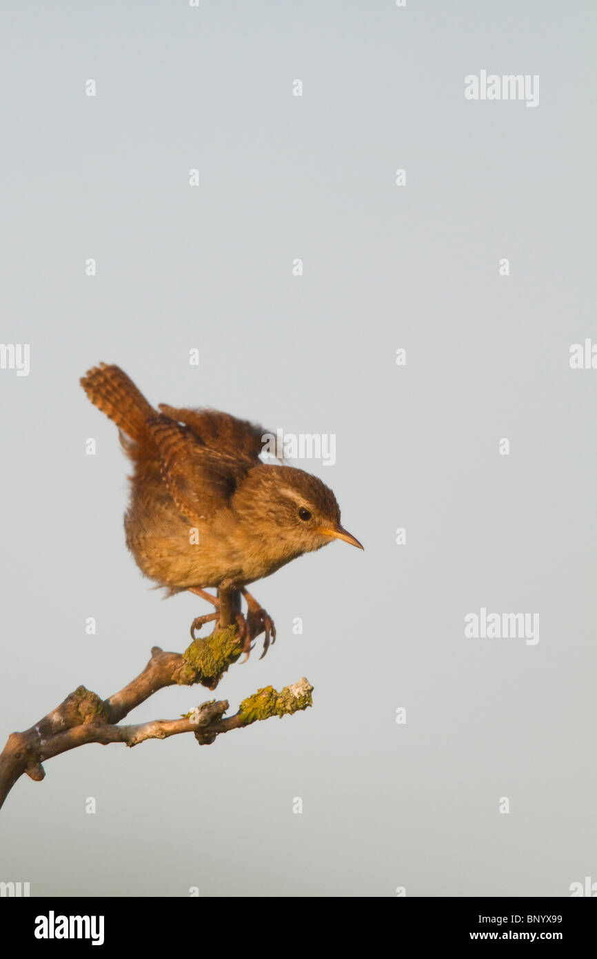 Norte (invierno) Wren (Troglodytes troglodytes) ruffling sus plumas mientras posado en una rama Foto de stock
