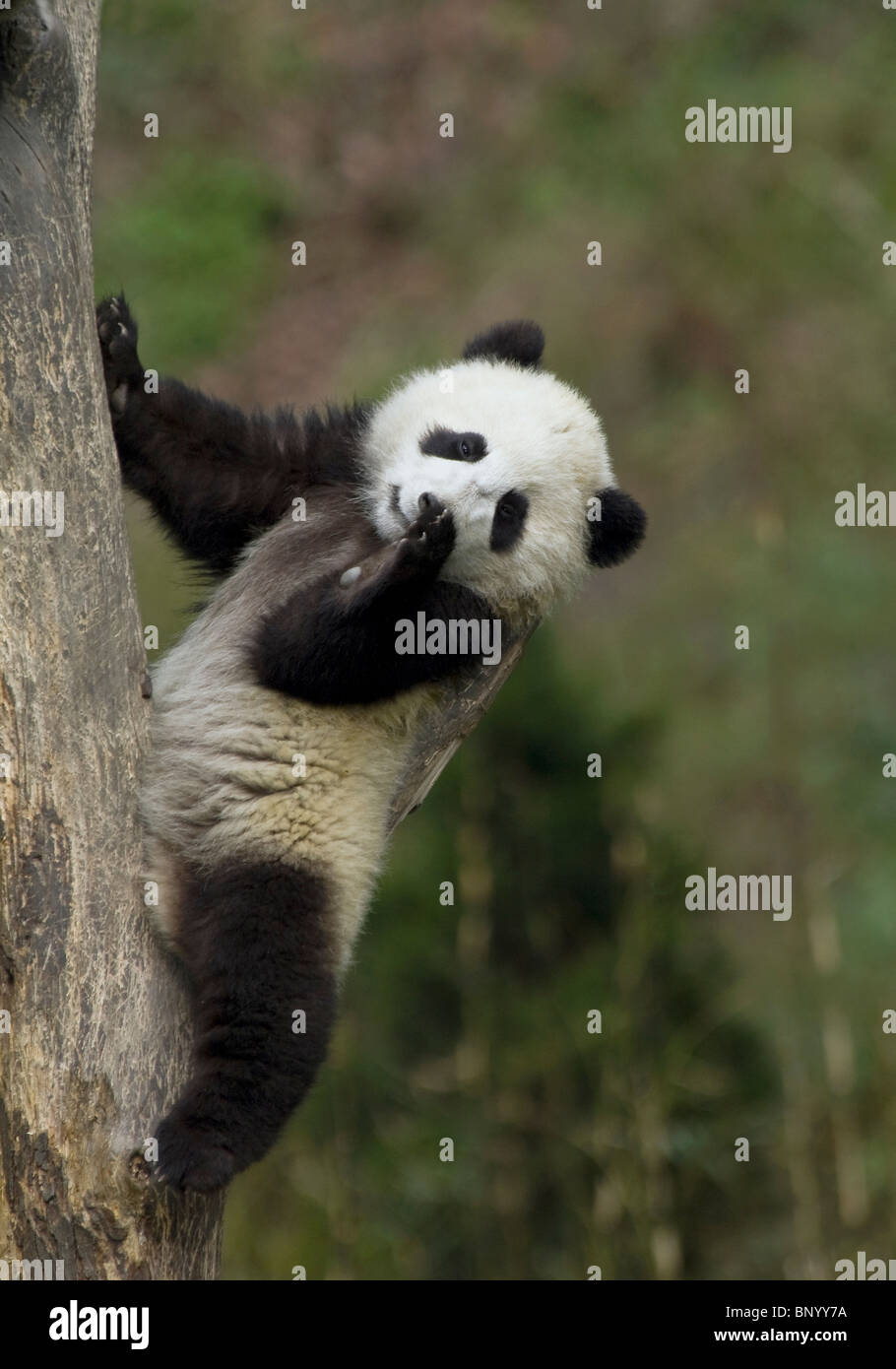 Un joven panda cub utiliza una rama de árbol como respaldo, Sichuan, China Foto de stock