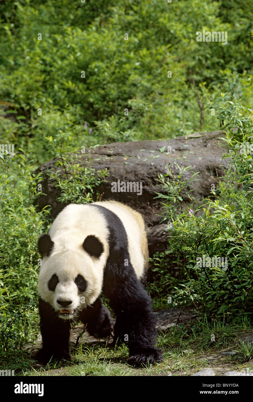 Panda gigante caminando como bear, Wolong, China, Junio Foto de stock