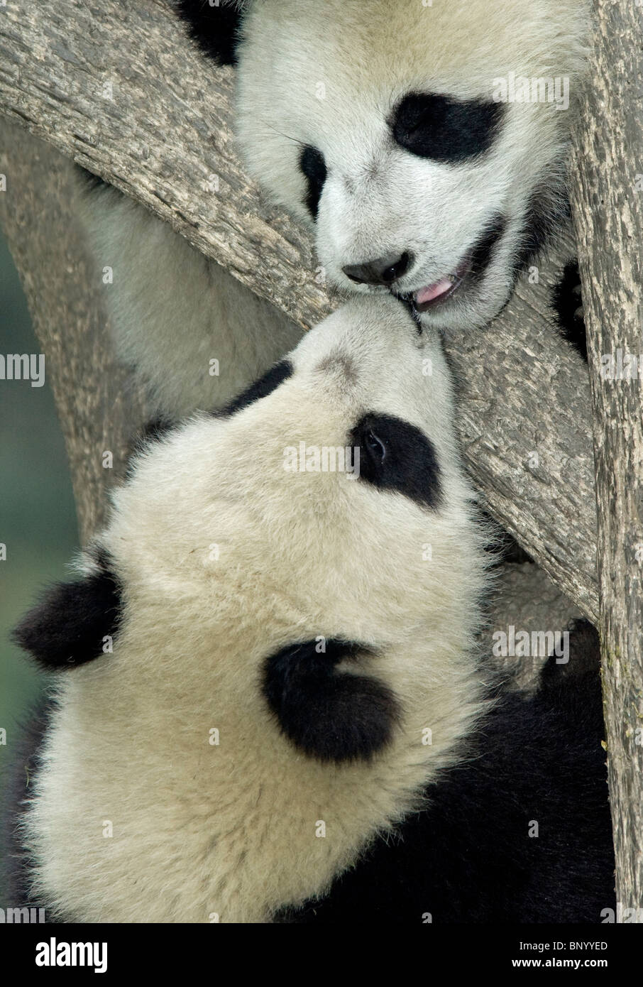 Amable, el panda gigante Ailuropoda melanoleuca, Cubs en Wolong Foto de stock