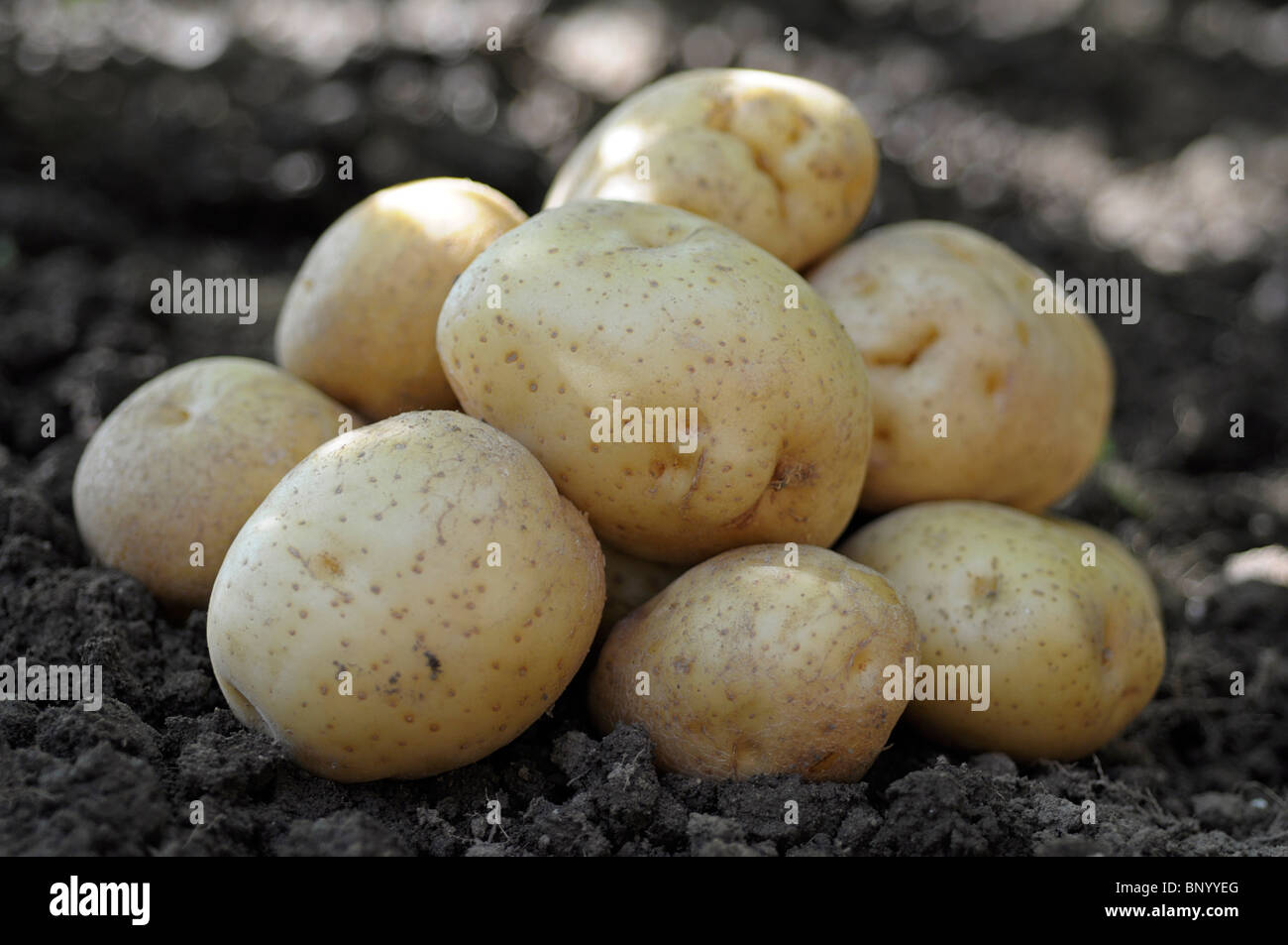 Patatas Foto de stock