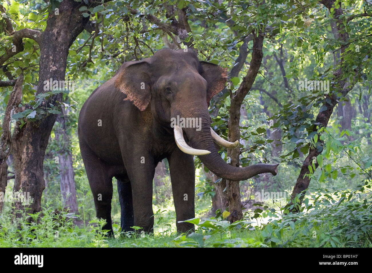 Un gran elefante indio (Elephas maximus) tusker. Foto de stock