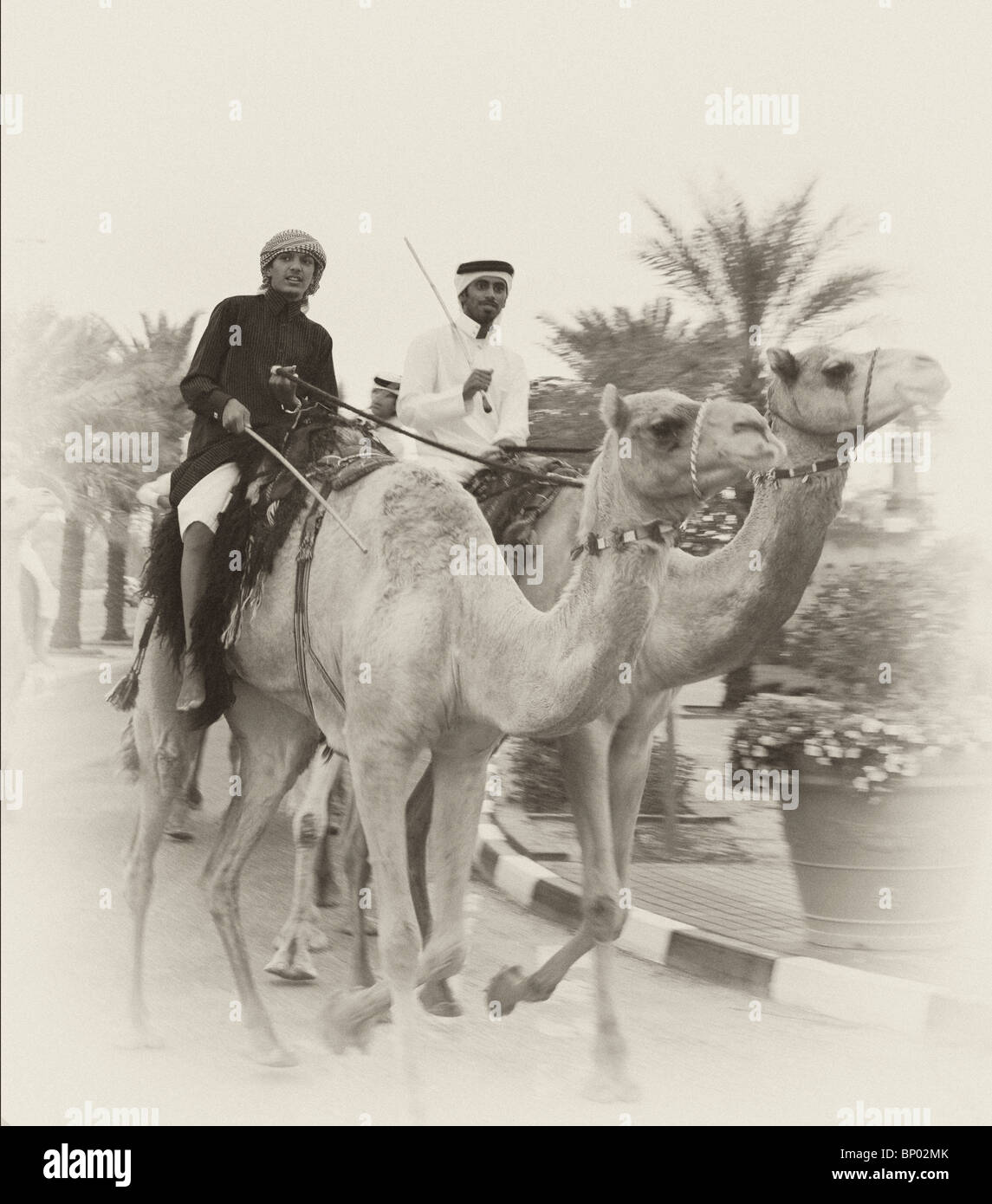 Dos jinetes de camellos ejercer sus animales en Doha por delante de la pantalla del Día Nacional de 2009, que incluyó varias unidades montadas. Foto de stock