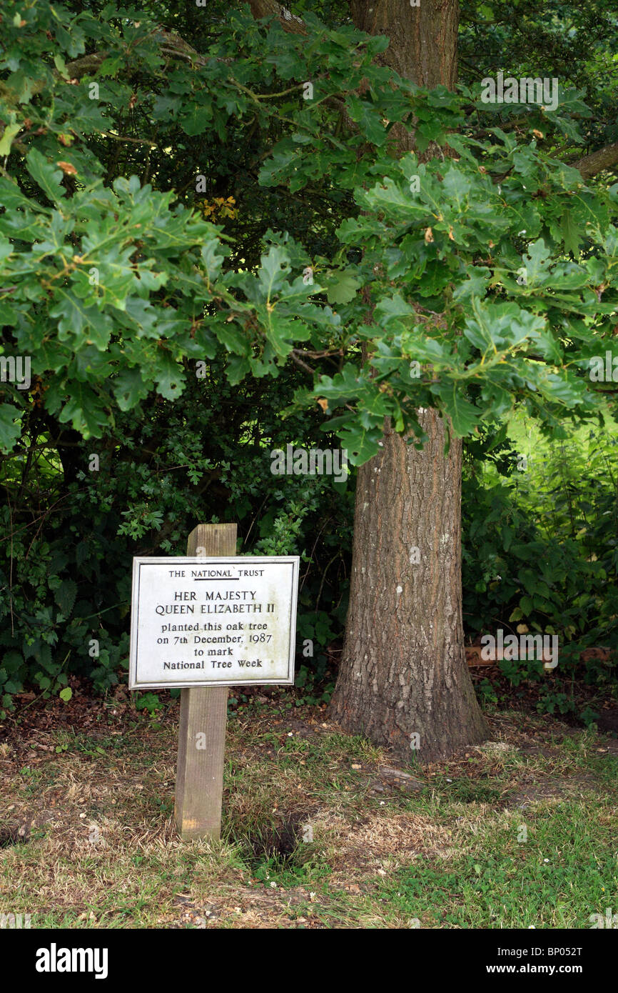 Oak árbol plantado por Su Majestad la Reina Isabel II, el 7 de diciembre de 1987 para conmemorar la Semana Nacional del árbol. Runnymede Berkshire Inglaterra. Foto de stock