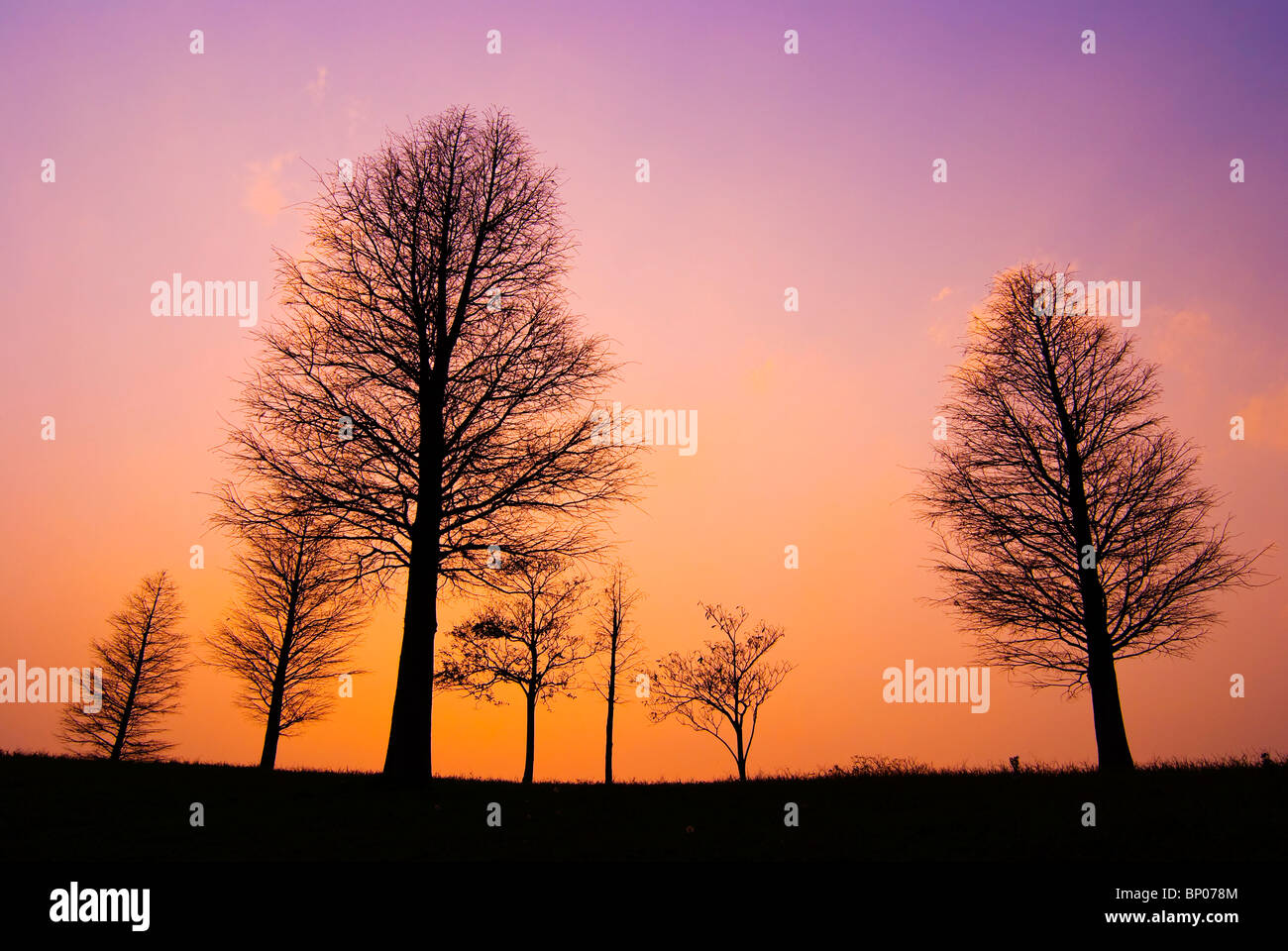 Los árboles en una pacífica noche de invierno, después de la puesta del sol Foto de stock
