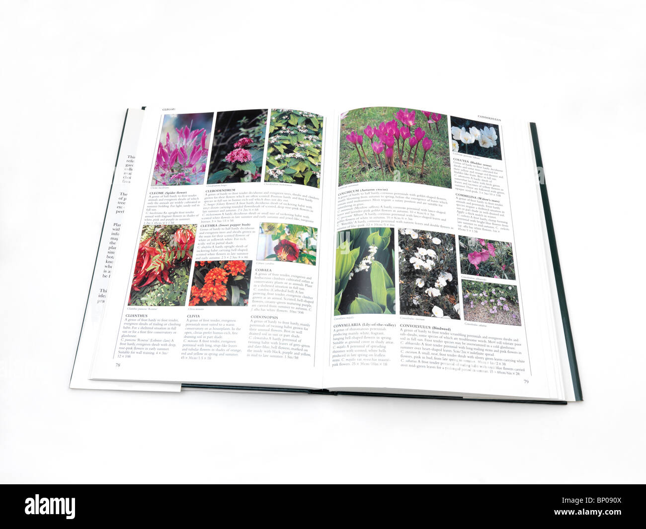 Un libro sobre plantas y flores. Foto de stock