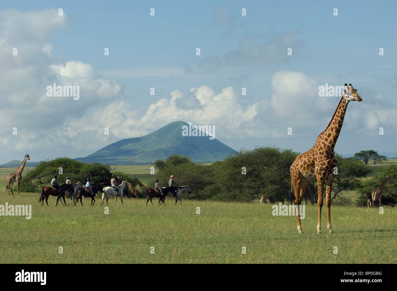 Kenya, Chyulu Hills, Ol Donyo ar. Una familia en un safari de equitación, paseo cerca de la jirafa masai en las llanuras. Foto de stock