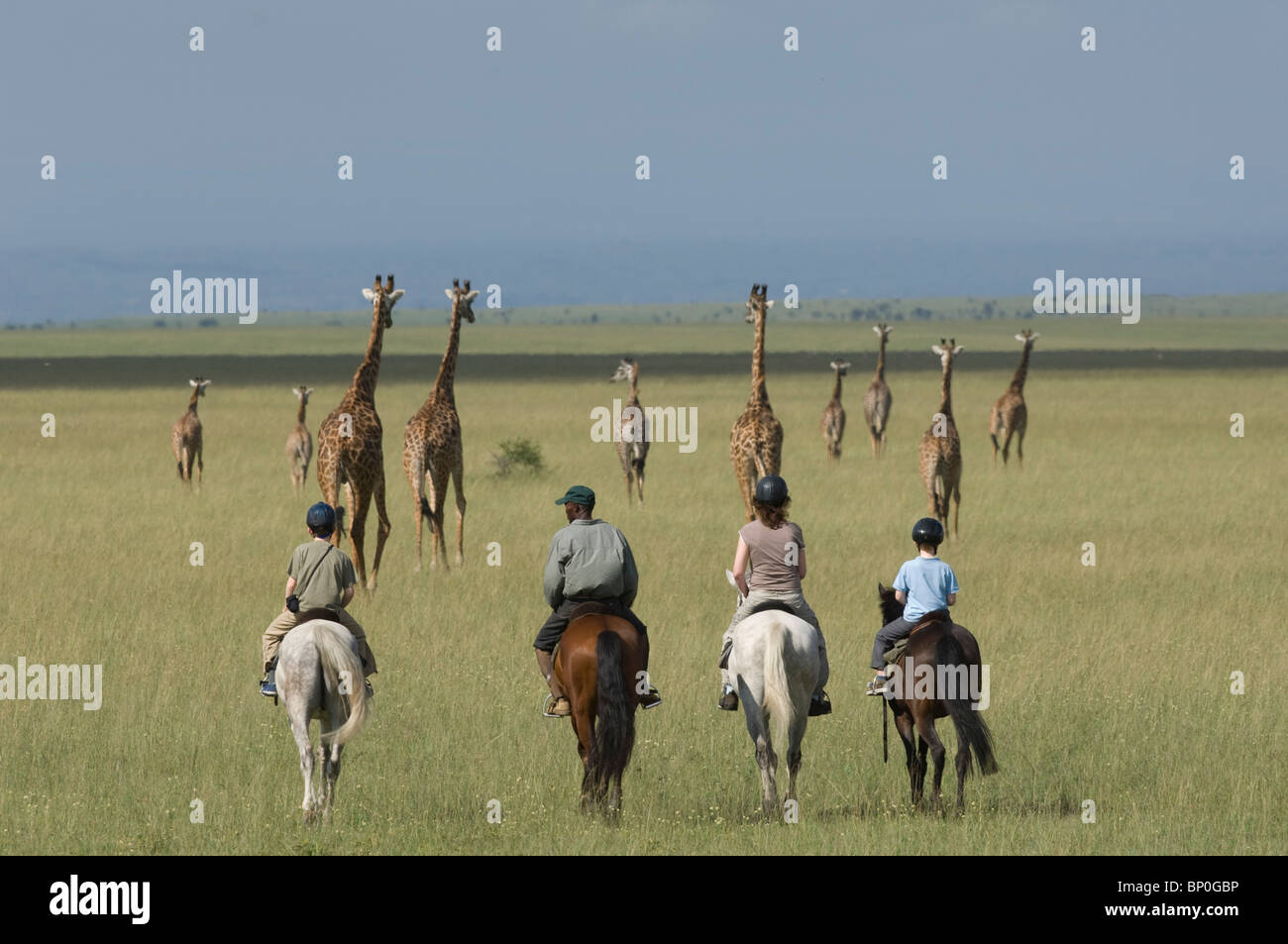 Kenya, Chyulu Hills, Ol Donyo ar. Una familia en un safari de equitación, paseo cerca de la jirafa masai en las llanuras. Foto de stock