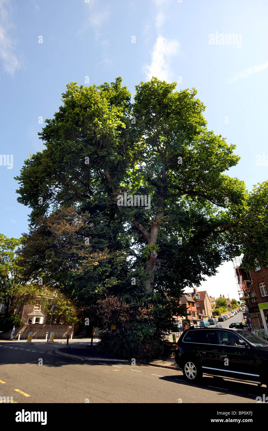 Dos grandes árboles de olmo holandés que tienen la enfermedad del olmo holandés Foto de stock