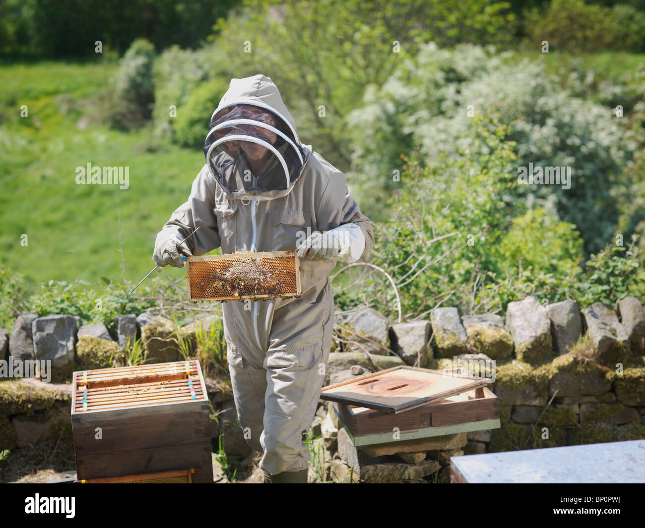Inspeccione el apicultor panales de miel Foto de stock