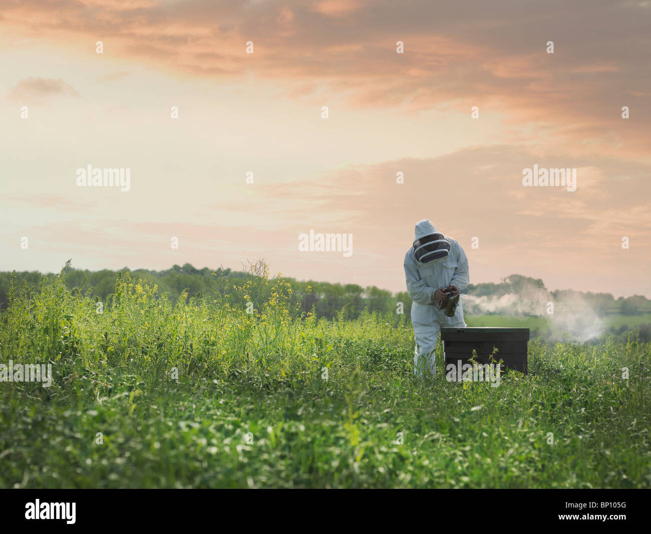 Inspecciona apicultor colmenas de abejas en el campo Foto de stock