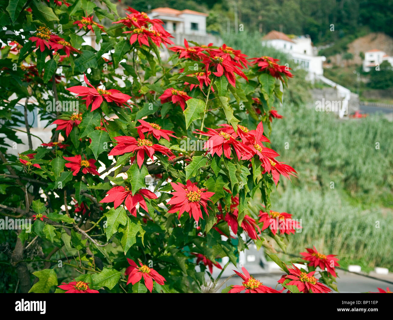 Poinsettia de crecimiento silvestre en Madeira Foto de stock