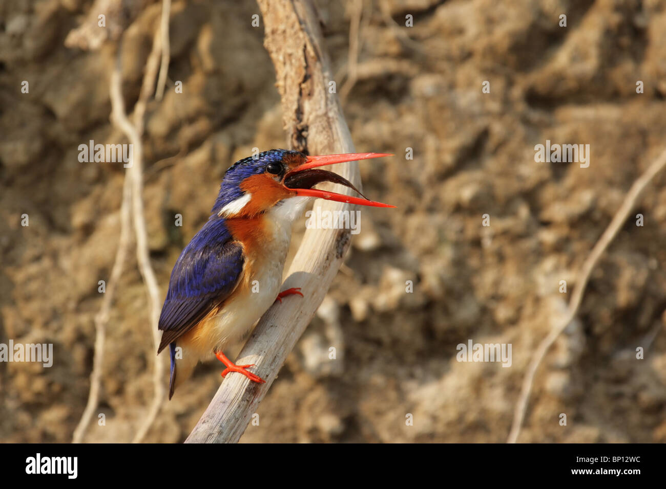 Malaquita el martín pescador (Alcedo cristata) la ingestión de pescado capturado; Delta del Okavango, Botswana. Foto de stock