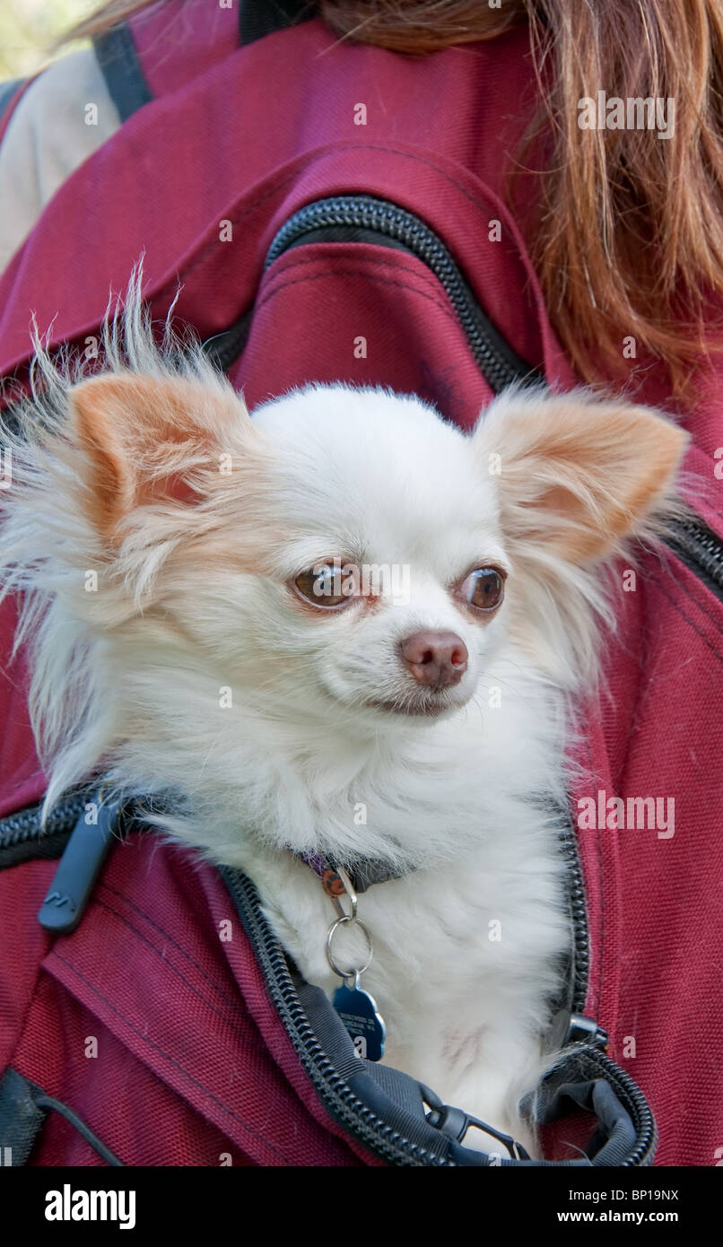 Perro chihuahua blanco de pelo largo fotografías e imágenes de alta  resolución - Alamy