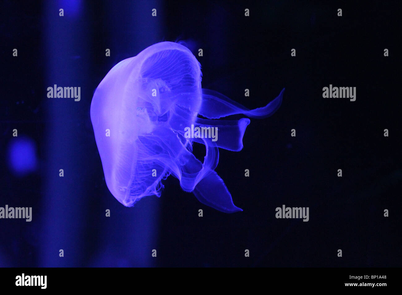 Medusas bajo la luz ultravioleta en el tanque de agua de mar. Foto de stock