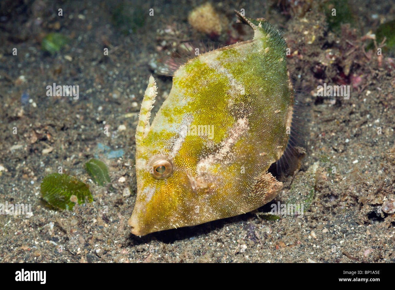 Praderas marinas, Acreichthys tomentosus Filefish, estrecho de Lembeh, Sulawesi, Indonesia Foto de stock