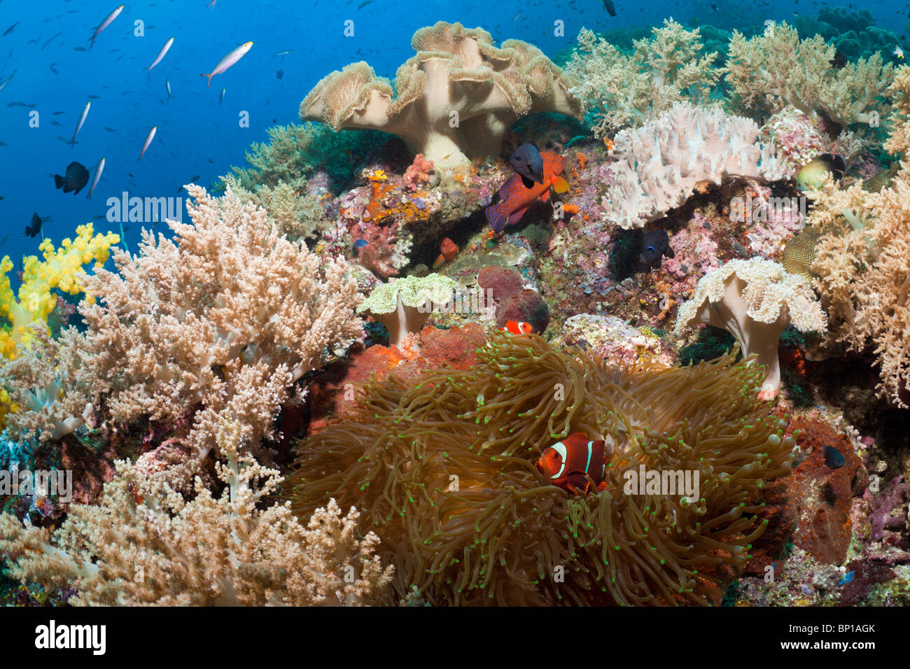 Ricos arrecifes de coral, Raja Ampat, Indonesia Foto de stock