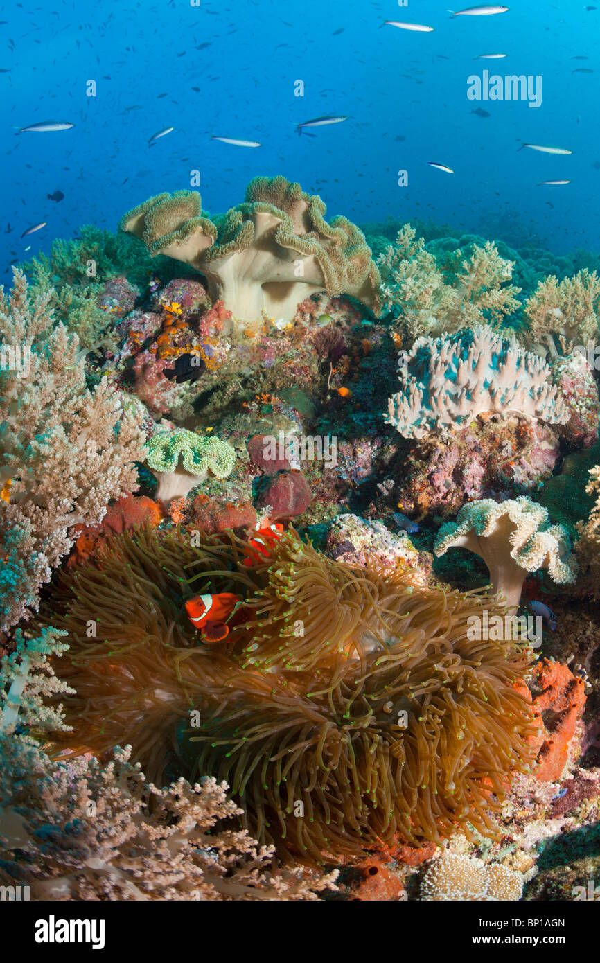 Ricos arrecifes de coral, Raja Ampat, Indonesia Foto de stock