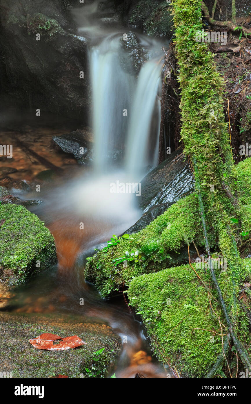 Vista de cerca de una pequeña cascada en el Bosque Montano con rocas cubiertas de musgo verde. Foto de stock