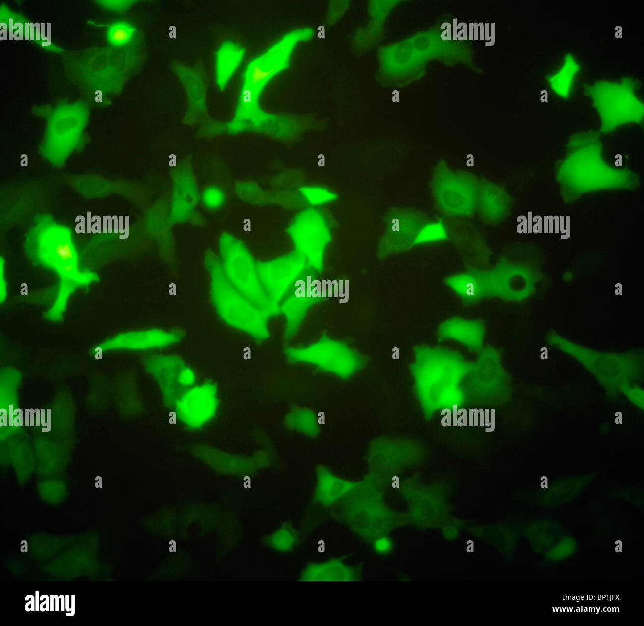 Adherente de células que expresan la proteína verde fluorescente GFP