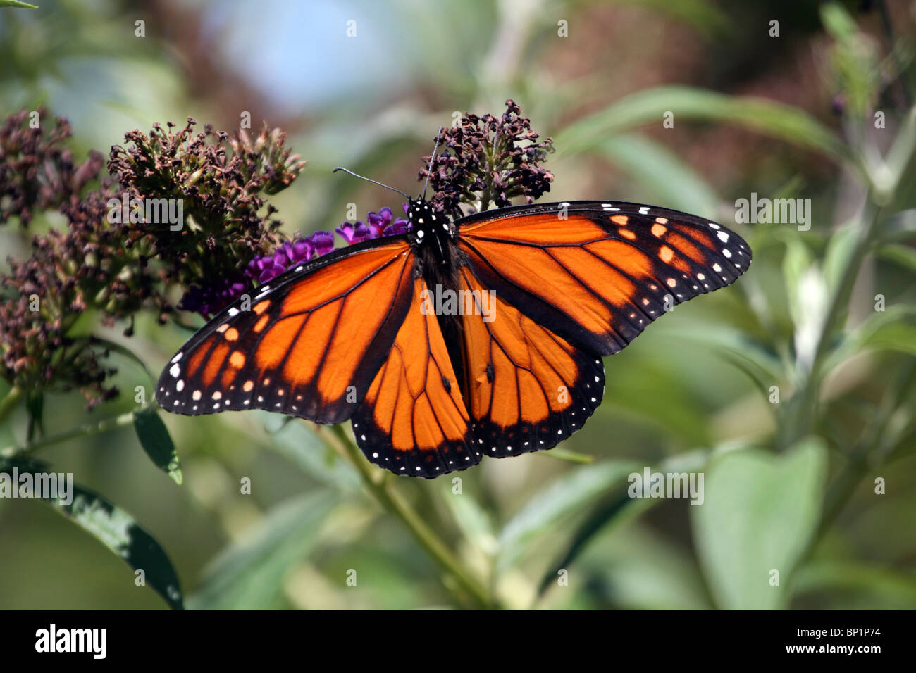 Un macho de Mariposa Monarca, Danaus plexippus, con alas extendidas