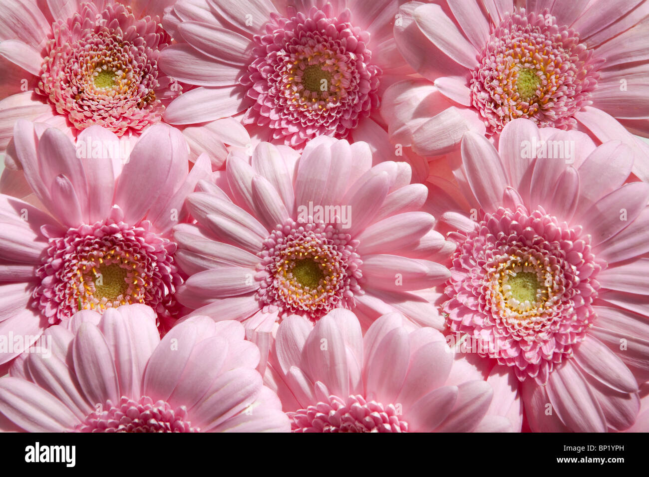 Gerbera flowerhead imagen patrón Foto de stock