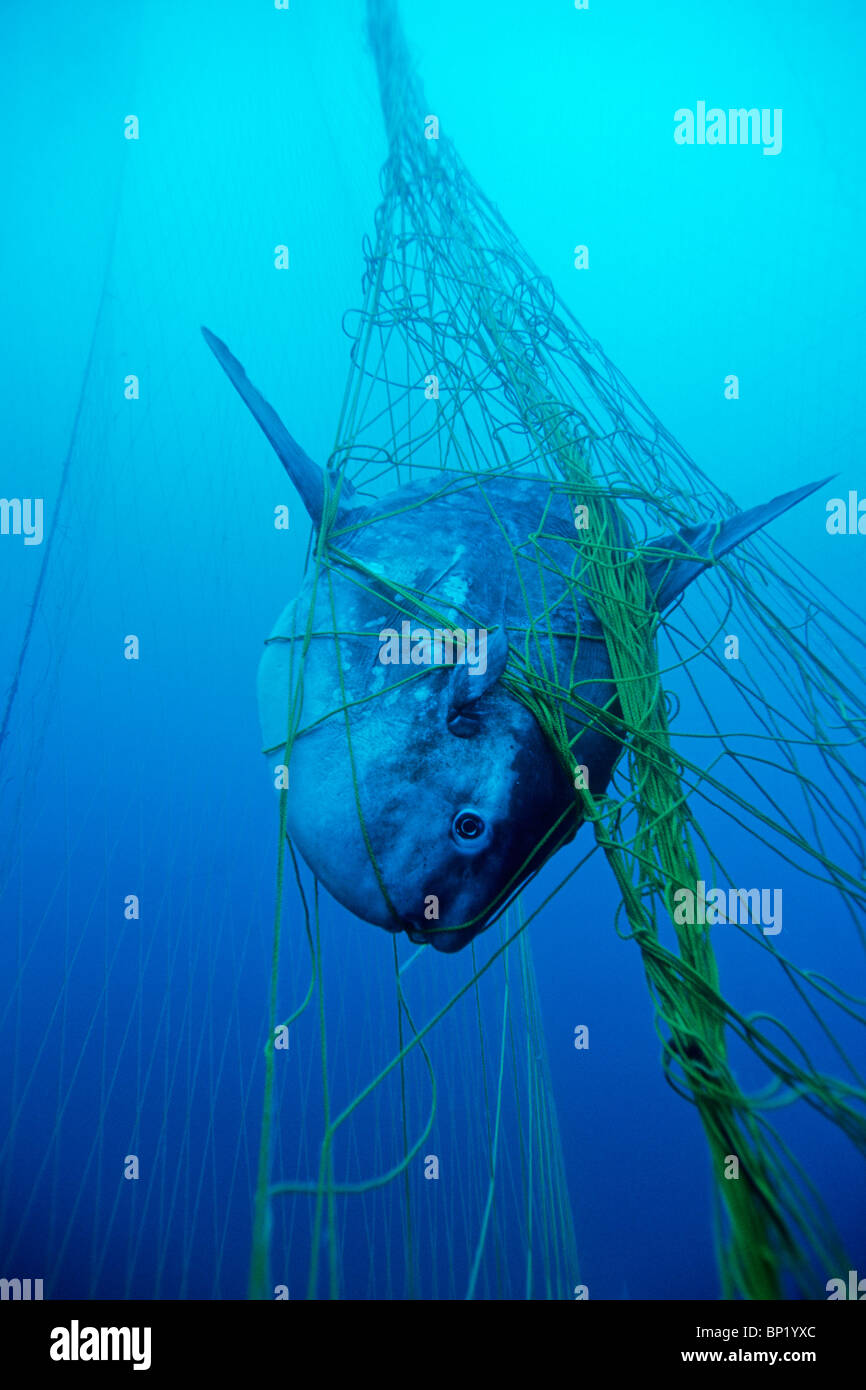 Pesca incidental fotografías e imágenes de alta resolución - Alamy