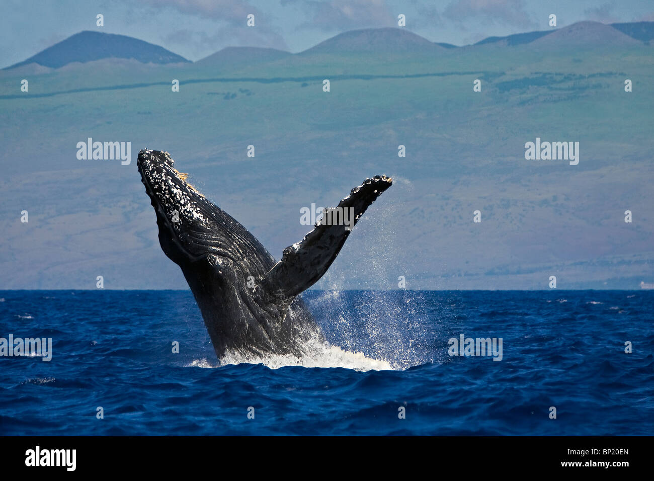 Infringir la ballena jorobada, Megaptera novaeangliae, costa de Kona, Big Island, Hawaii, EE.UU. Foto de stock