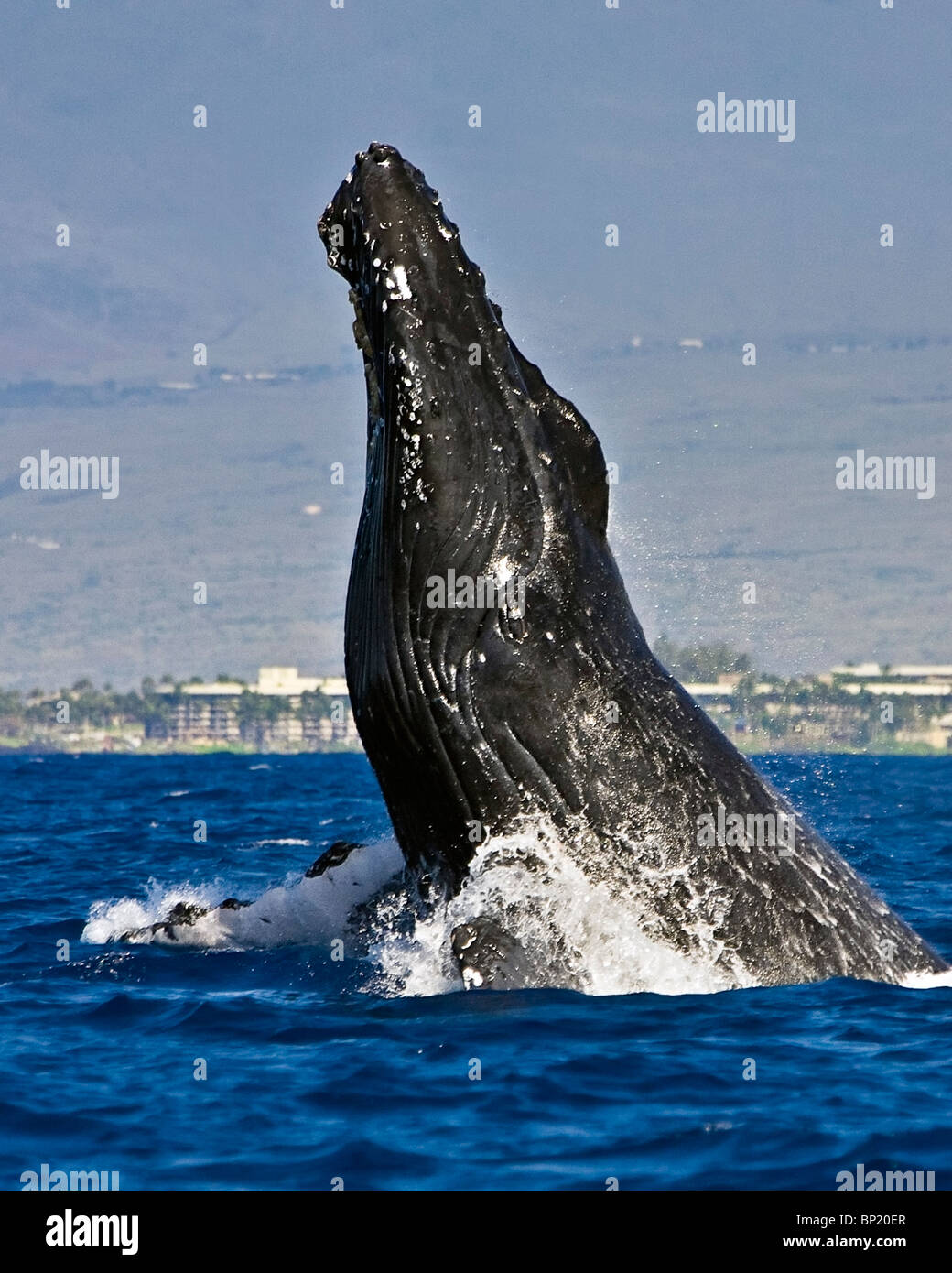 Infringir la ballena jorobada, Megaptera novaeangliae, costa de Kona, Big Island, Hawaii, EE.UU. Foto de stock