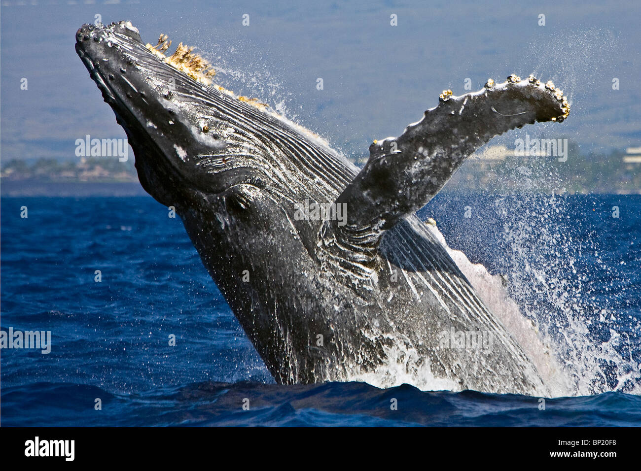 Infringir la ballena jorobada, Megaptera novaeangliae, costa de Kona, Big Island, Hawaii, EE.UU. Foto de stock