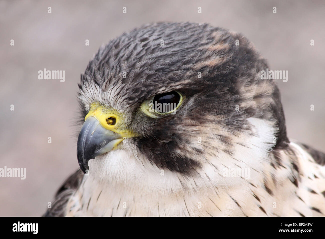 Cerca de la cabeza de un halcón sacre Falco cherrug Foto de stock