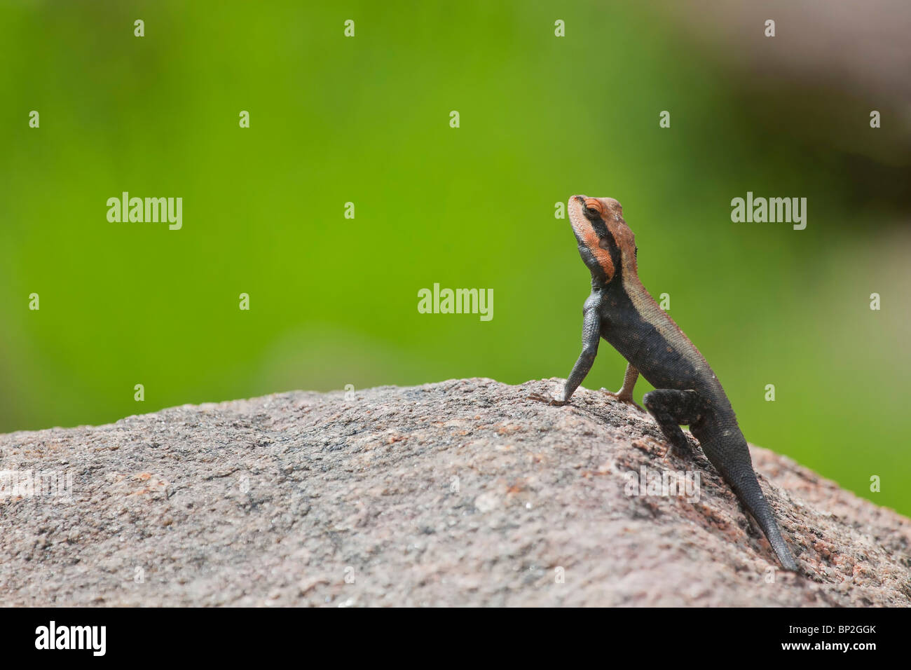 Lizard,Rock Agama, sobre las rocas,calentando, sangre fría,contacto ocular,vigilancia,catchlight,calor corporal, scape shot, Foto de stock