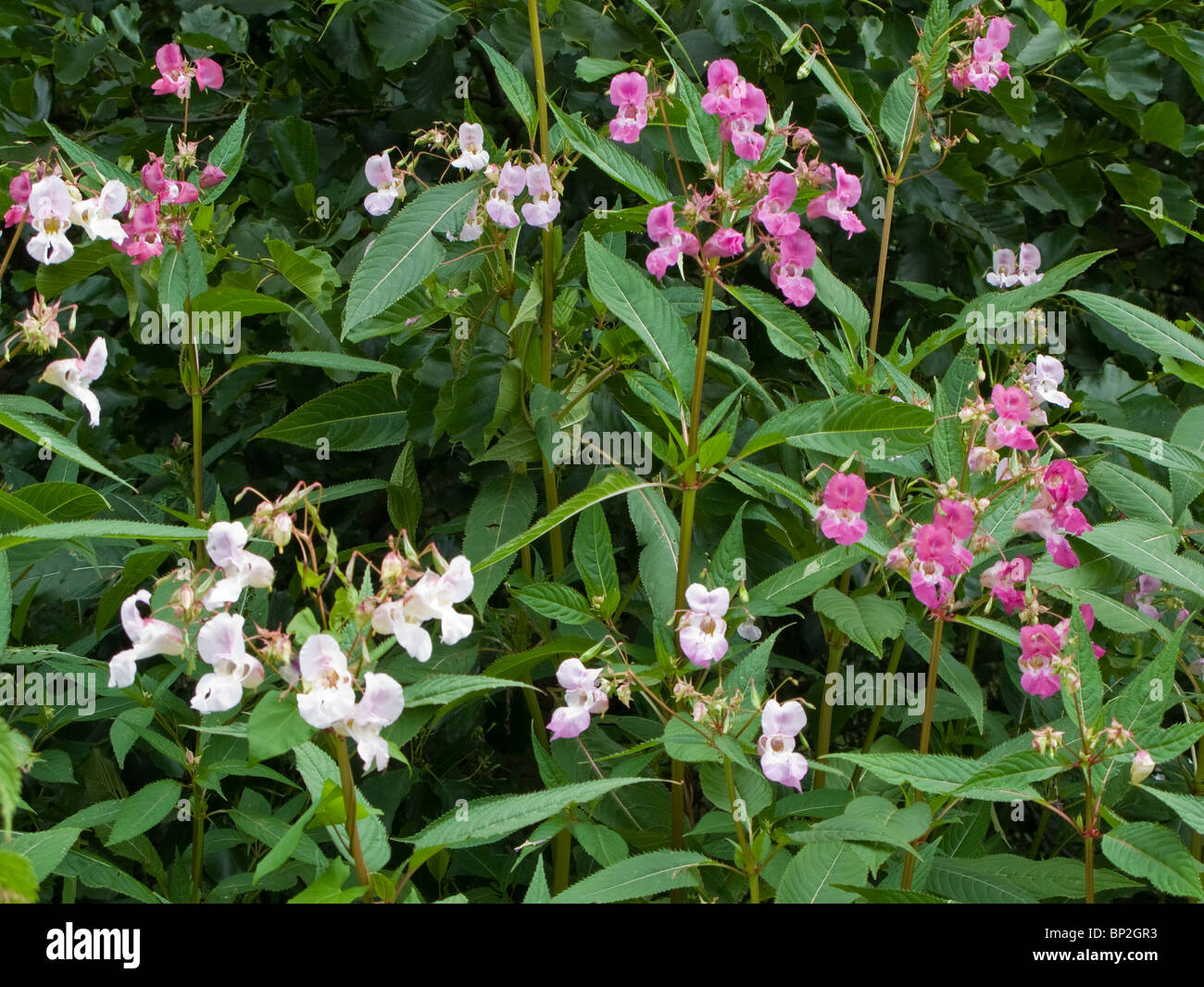Bálsamo del Himalaya Flores (Impatiens glandulifera) Foto de stock