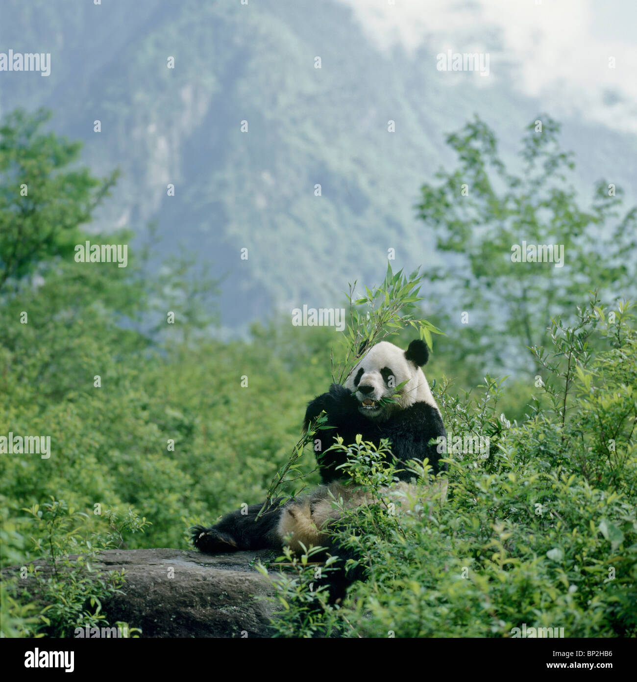 Panda gigante sentado sobre una roca alimentándose de bambú, Wolong, Sichuan, China Foto de stock