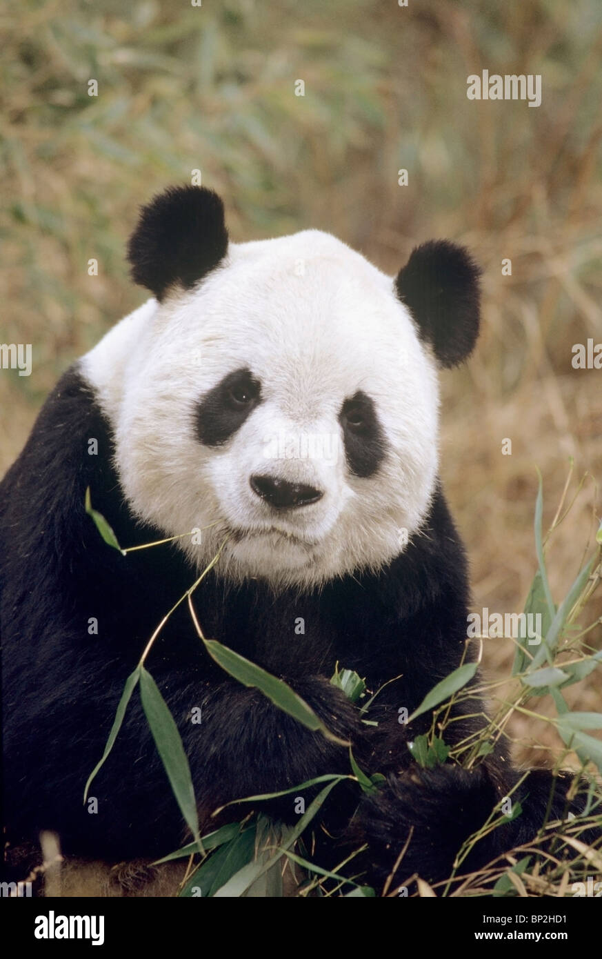 Panda gigante alimentándose de bambú, Wolong, China. Foto de stock