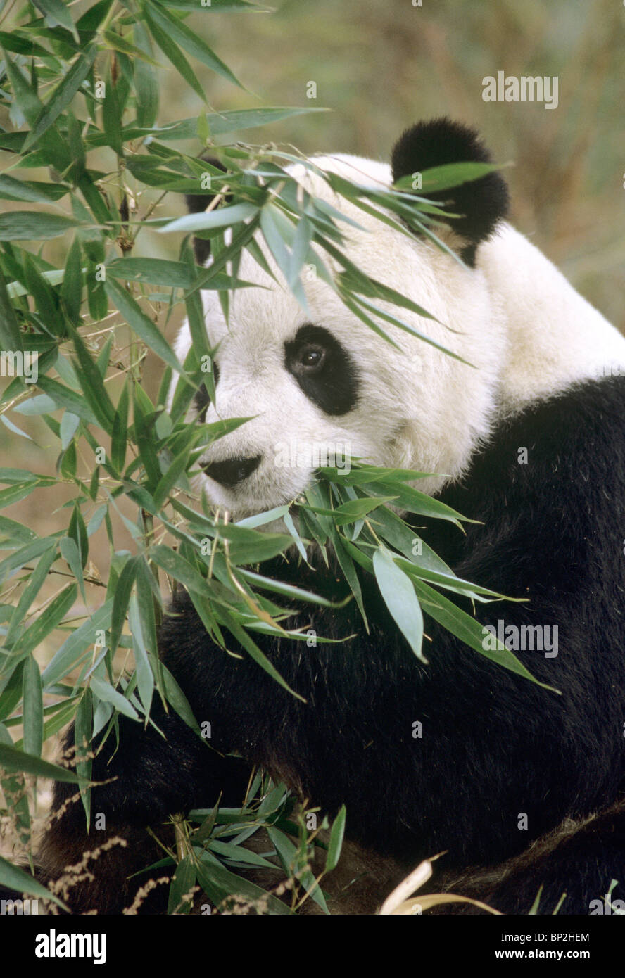 Panda gigante alimentándose de bambú, Wolong, provincia de Sichuan, China. Foto de stock